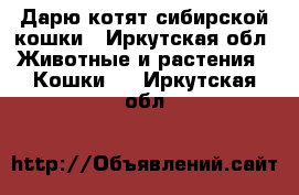 Дарю котят сибирской кошки - Иркутская обл. Животные и растения » Кошки   . Иркутская обл.